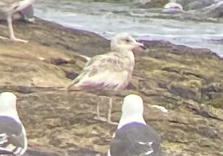 American Herring Gull - ML455314071