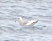 American Herring Gull - ML455314081