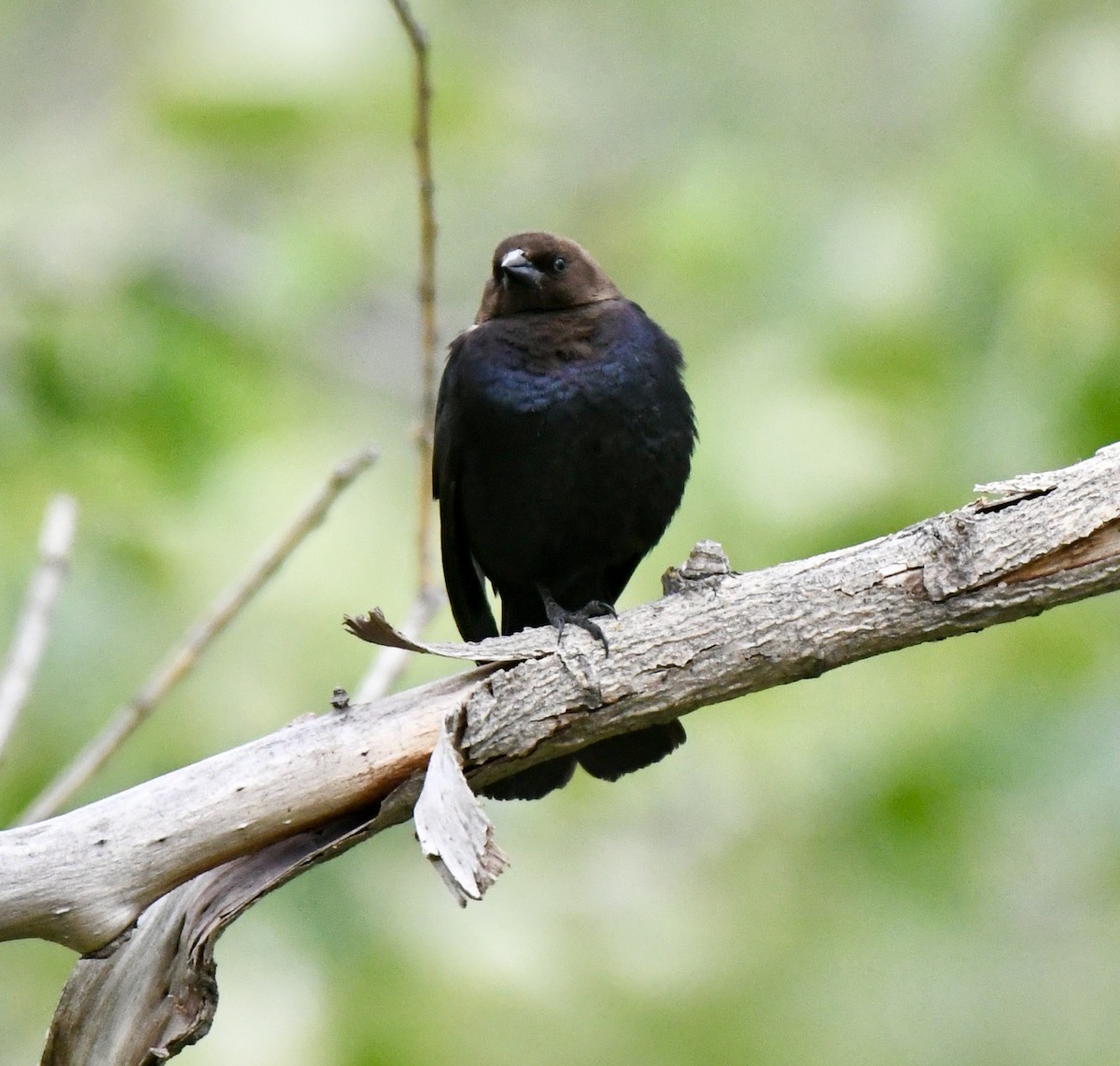 Brown-headed Cowbird - David Campbell