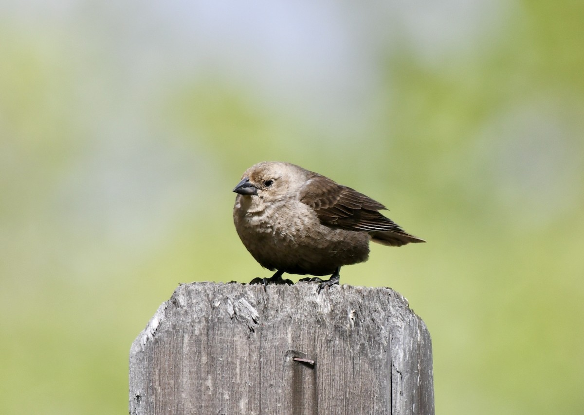 Brown-headed Cowbird - ML455314121