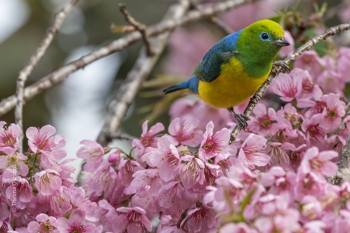 Blue-naped Chlorophonia - Thelma Gátuzzô