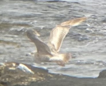 American Herring Gull - ML455314171