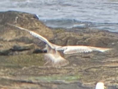 American Herring Gull - ML455314191