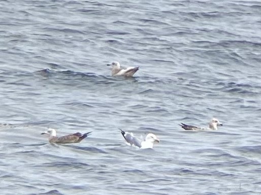 American Herring Gull - ML455314201