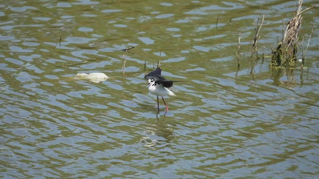 Black-necked Stilt - ML455314581