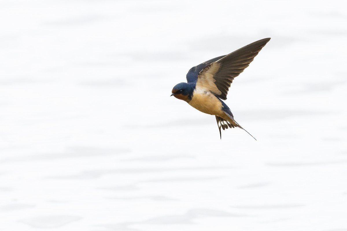 Barn Swallow - ML455315031