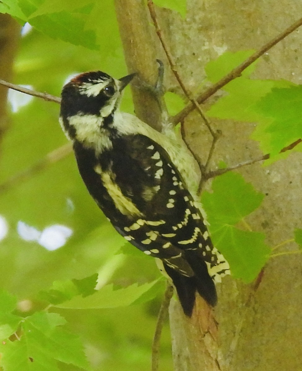 Downy Woodpecker - ML455315491