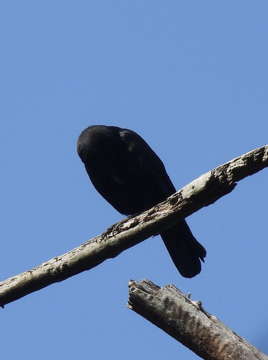 American Crow - ML455315551