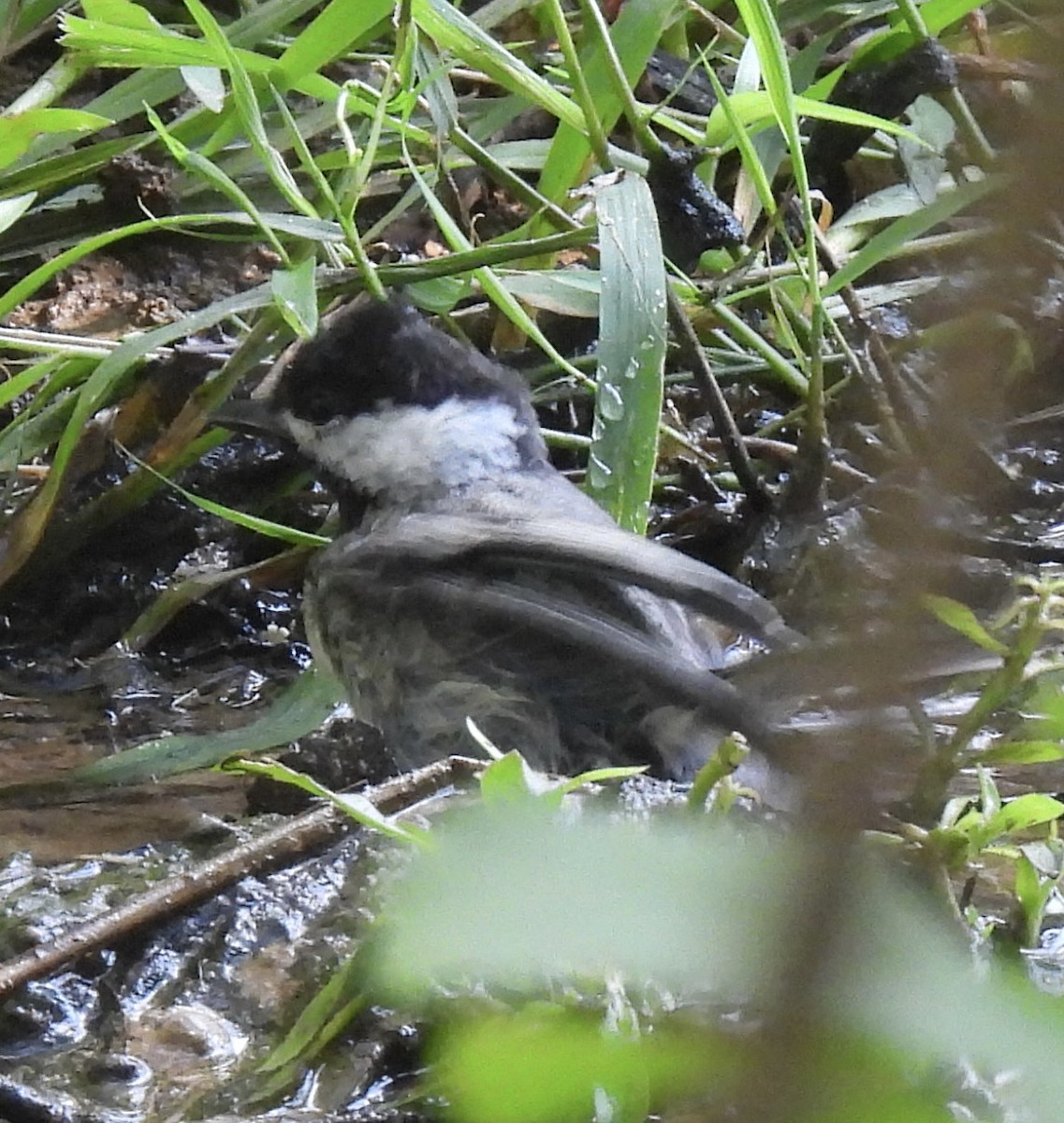 Carolina Chickadee - ML455315581