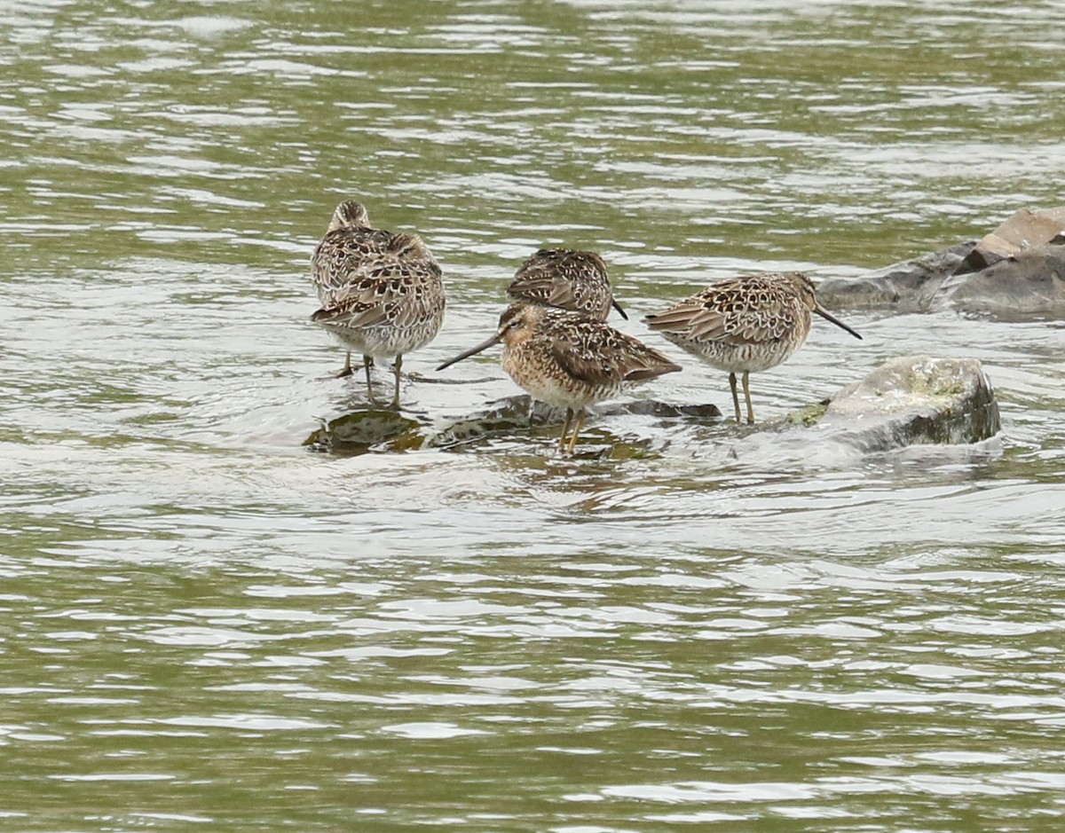 Short-billed Dowitcher - Kernan Bell