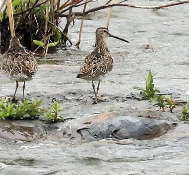 Short-billed Dowitcher - ML455315701