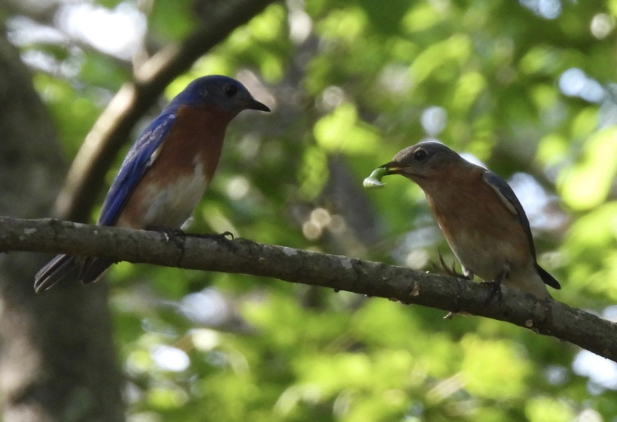Eastern Bluebird - ML455315871