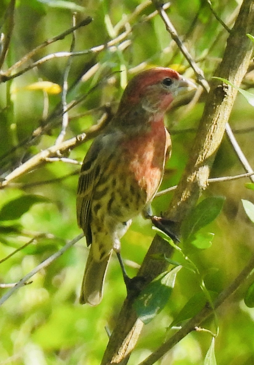 House Finch - ML455316011