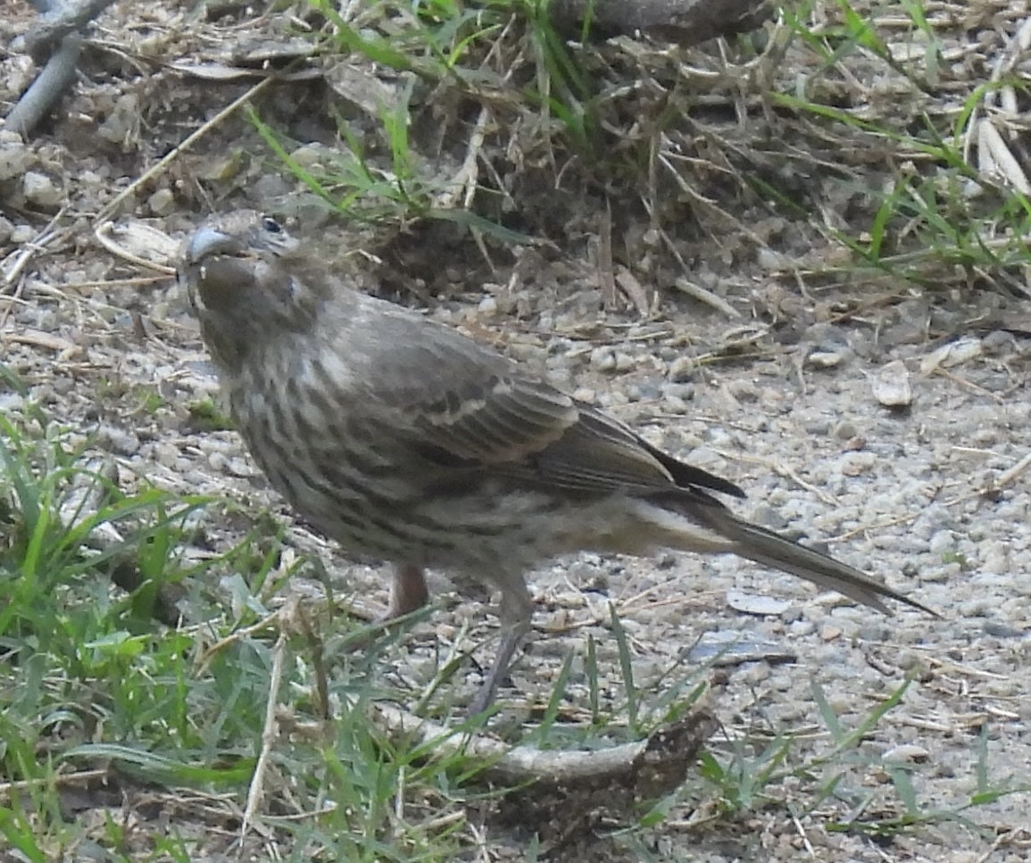 House Finch - ML455316021