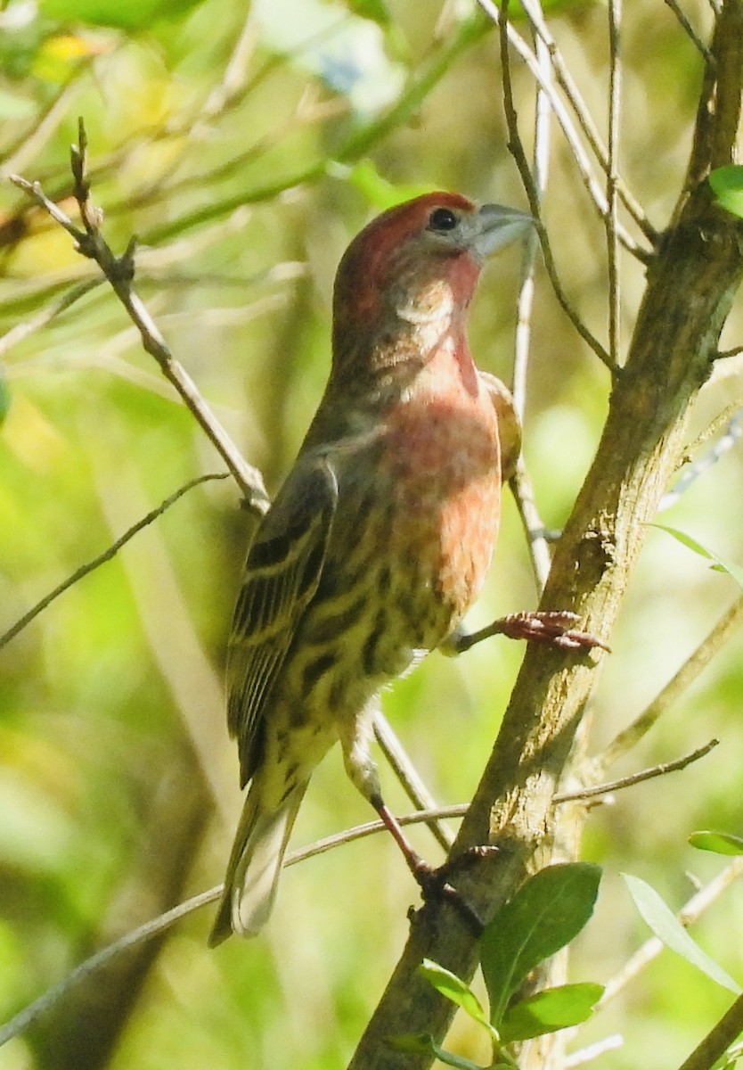 House Finch - ML455316031