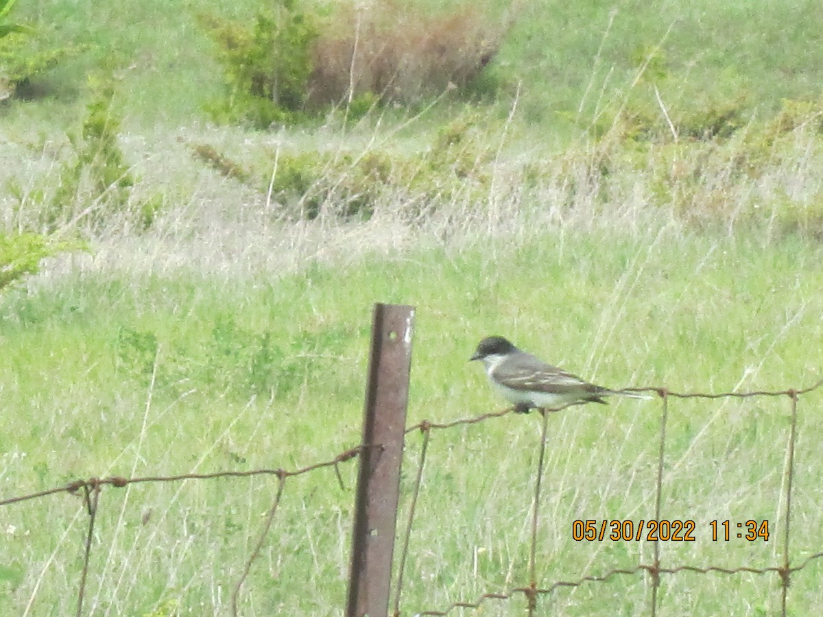 Eastern Kingbird - ML455316041