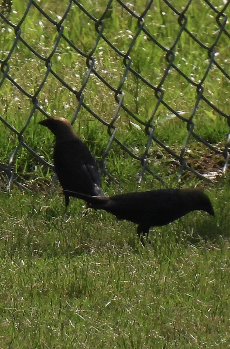Brown-headed Cowbird - ML455316071