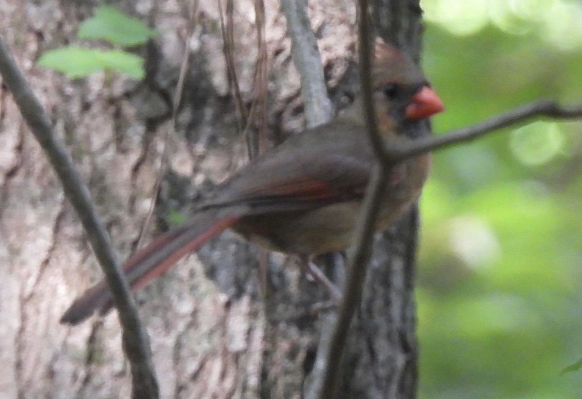 Northern Cardinal - ML455316091