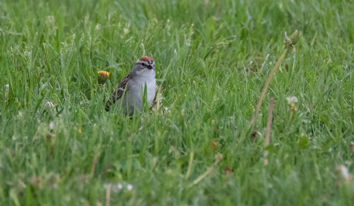 Chipping Sparrow - Matt M.