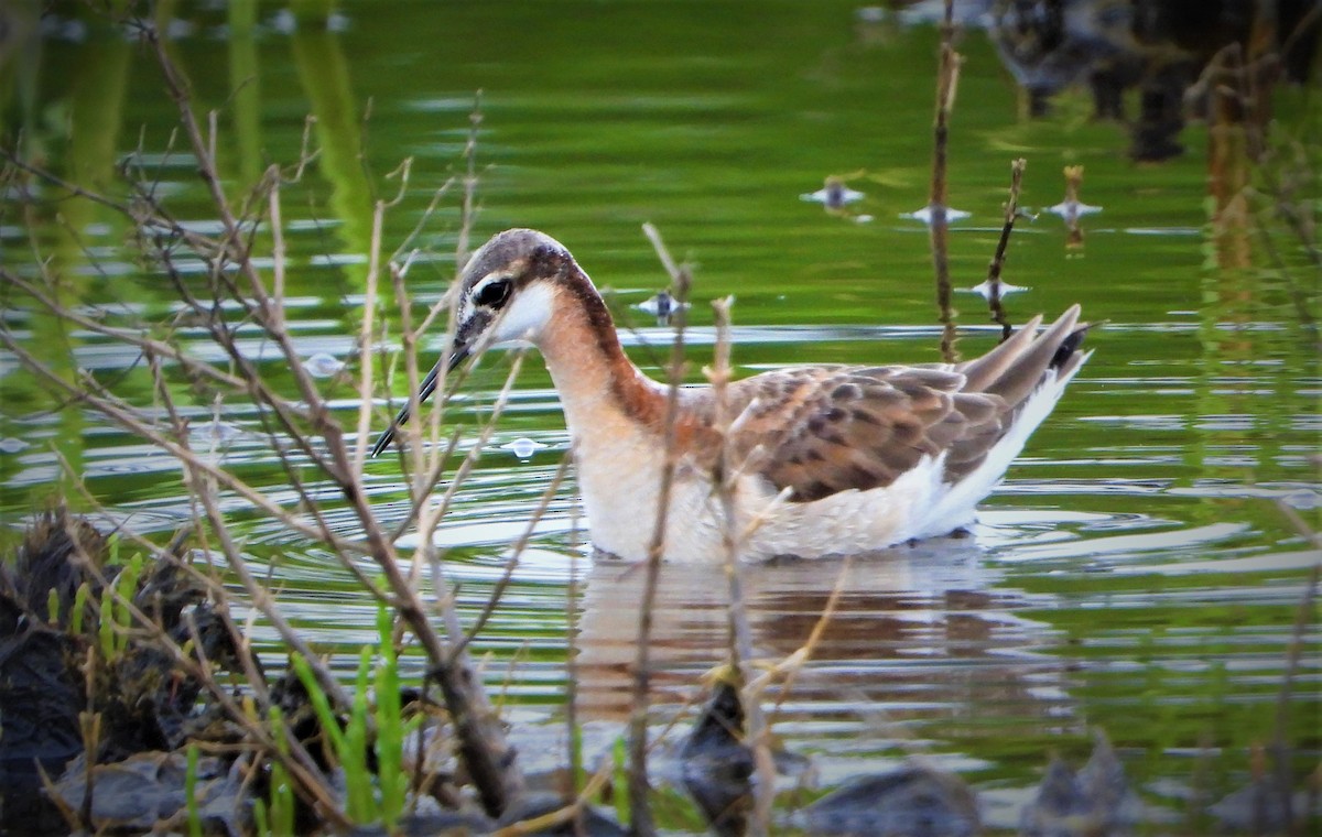 hvithalesvømmesnipe - ML455319521