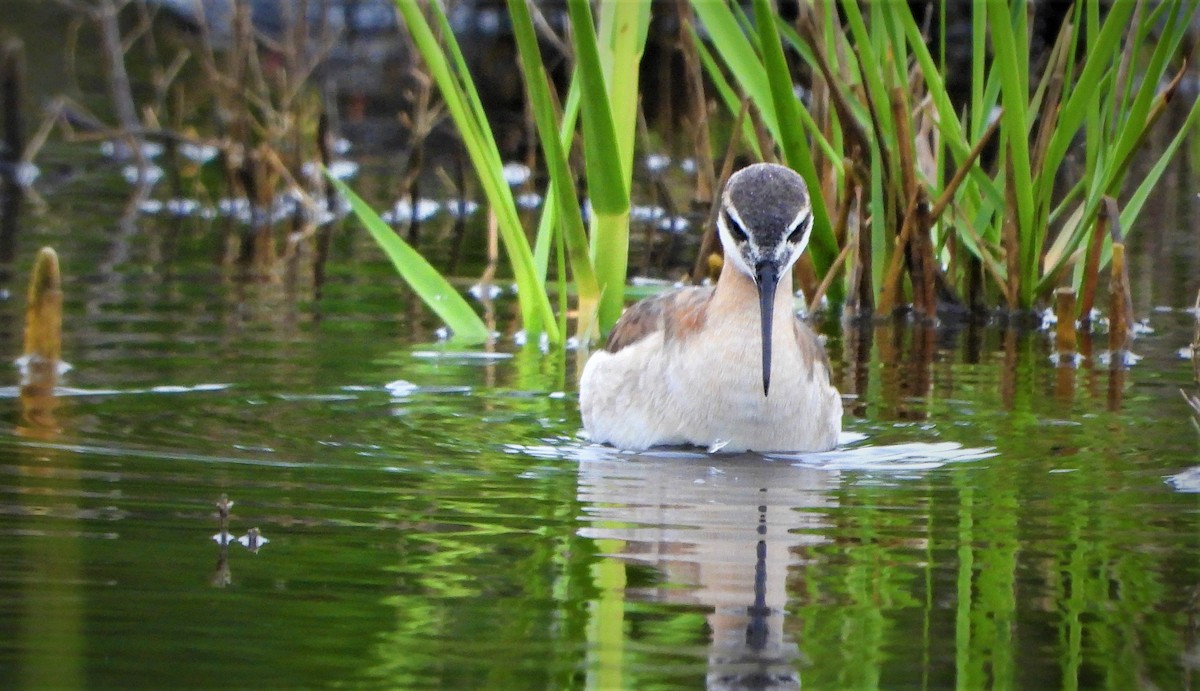 hvithalesvømmesnipe - ML455319601