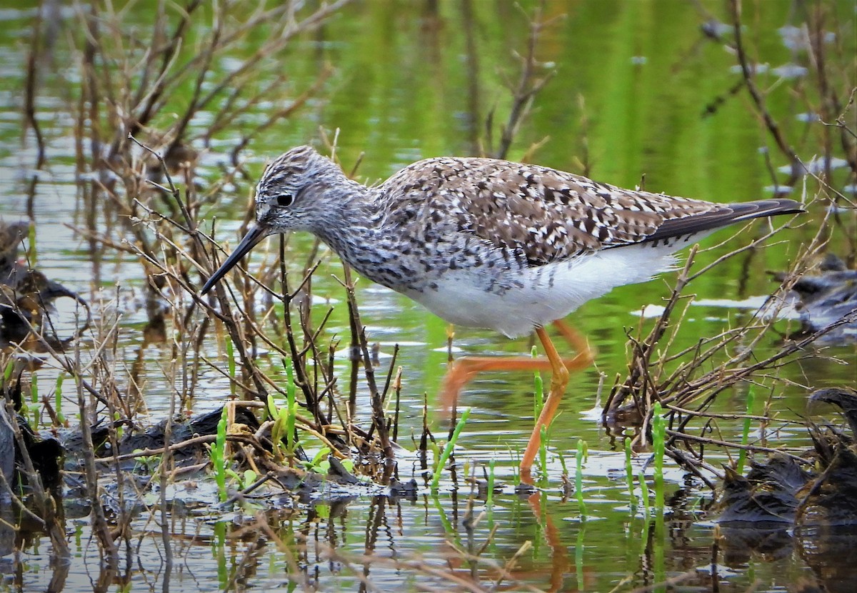 Lesser Yellowlegs - ML455319801