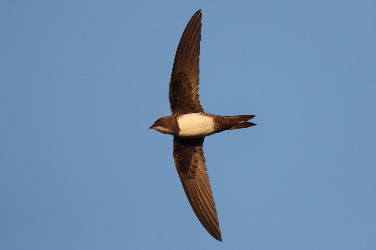 Alpine Swift - ML455319971