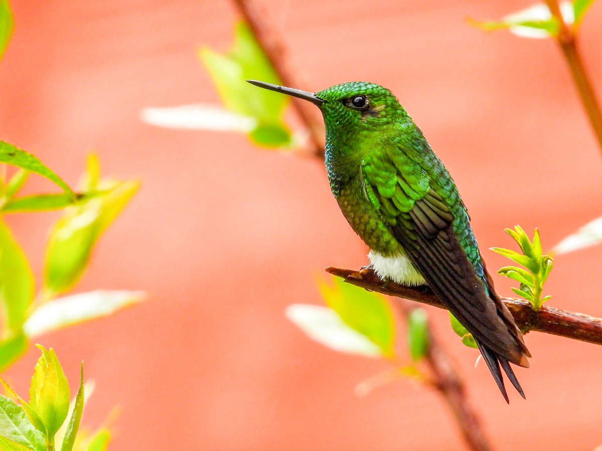 Coppery-bellied Puffleg - Wilson Ortega