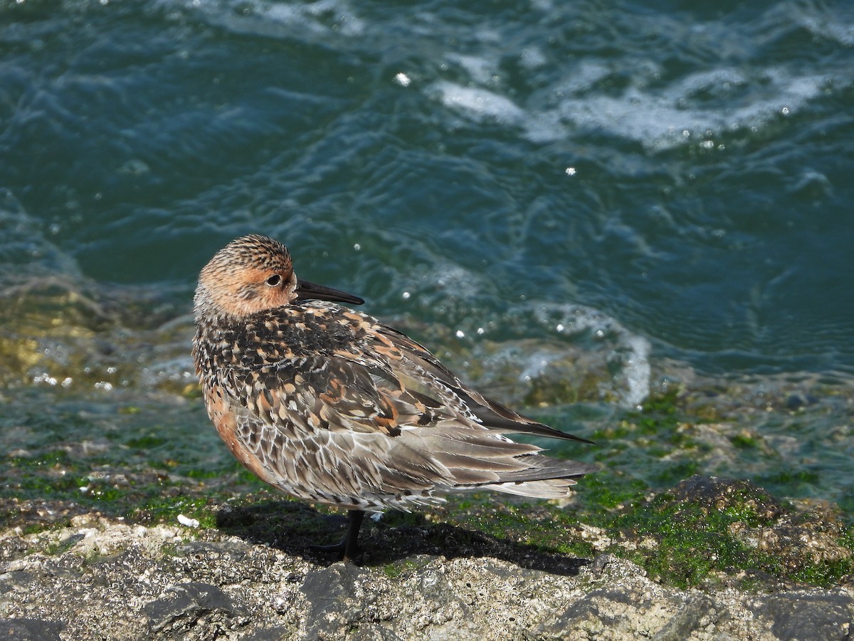 Red Knot - Jon Iratzagorria Garay