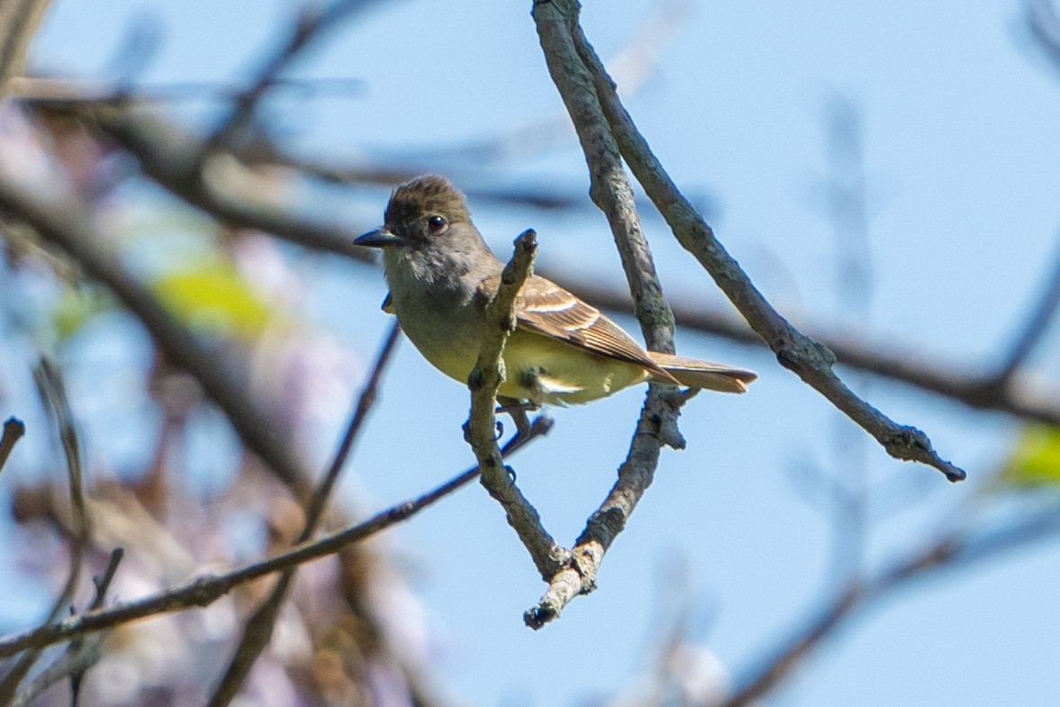 Great Crested Flycatcher - Ashley Pichon