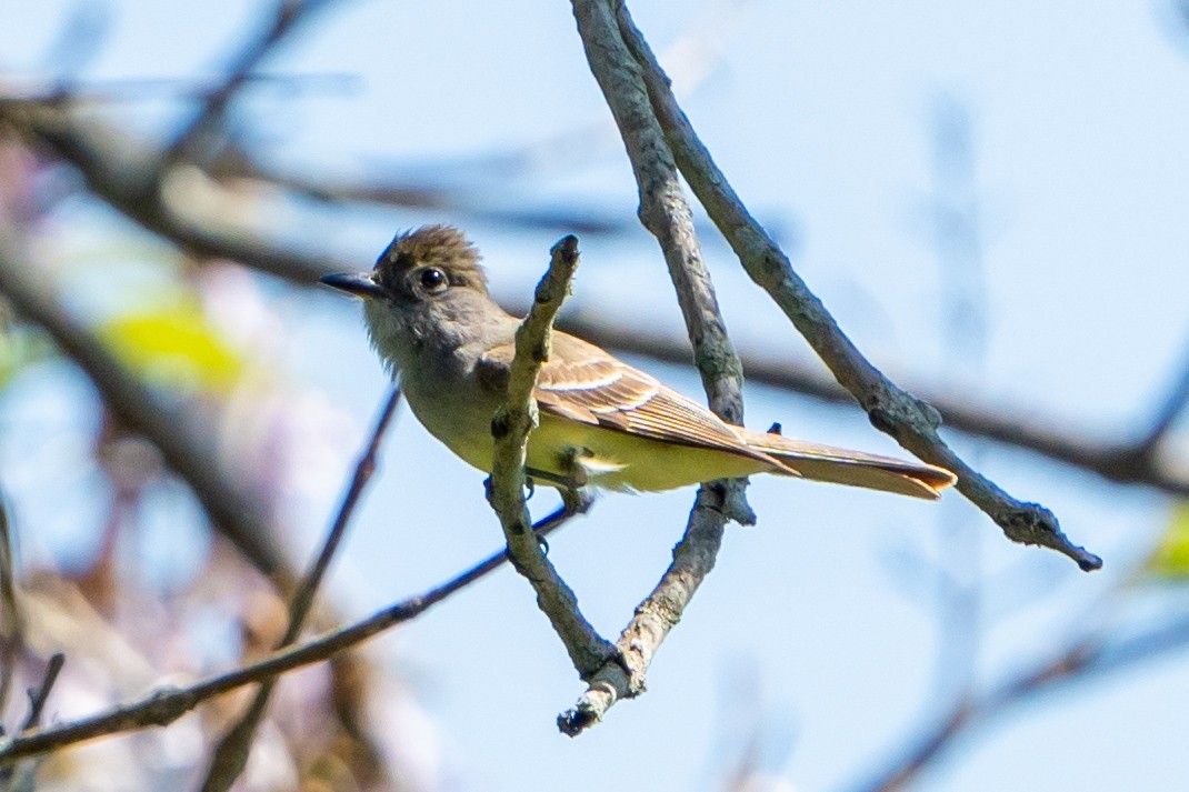 Great Crested Flycatcher - Ashley Pichon