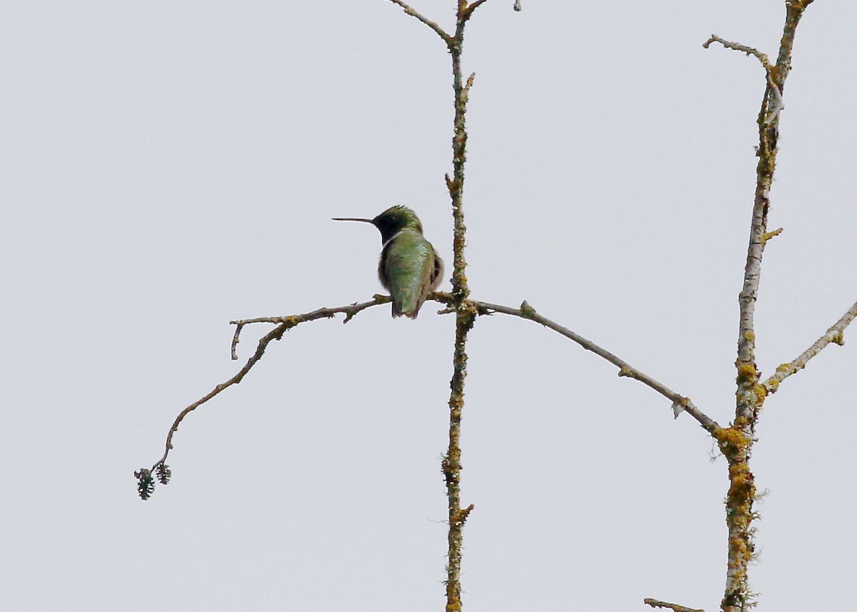 Black-chinned Hummingbird - ML455321781