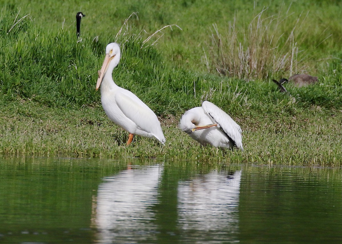 American White Pelican - ML455321841