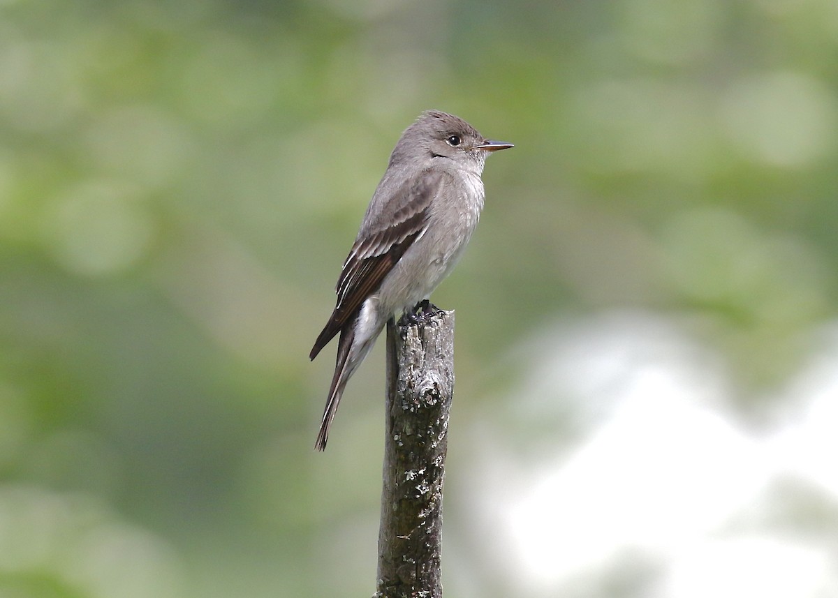 Western Wood-Pewee - ML455321861