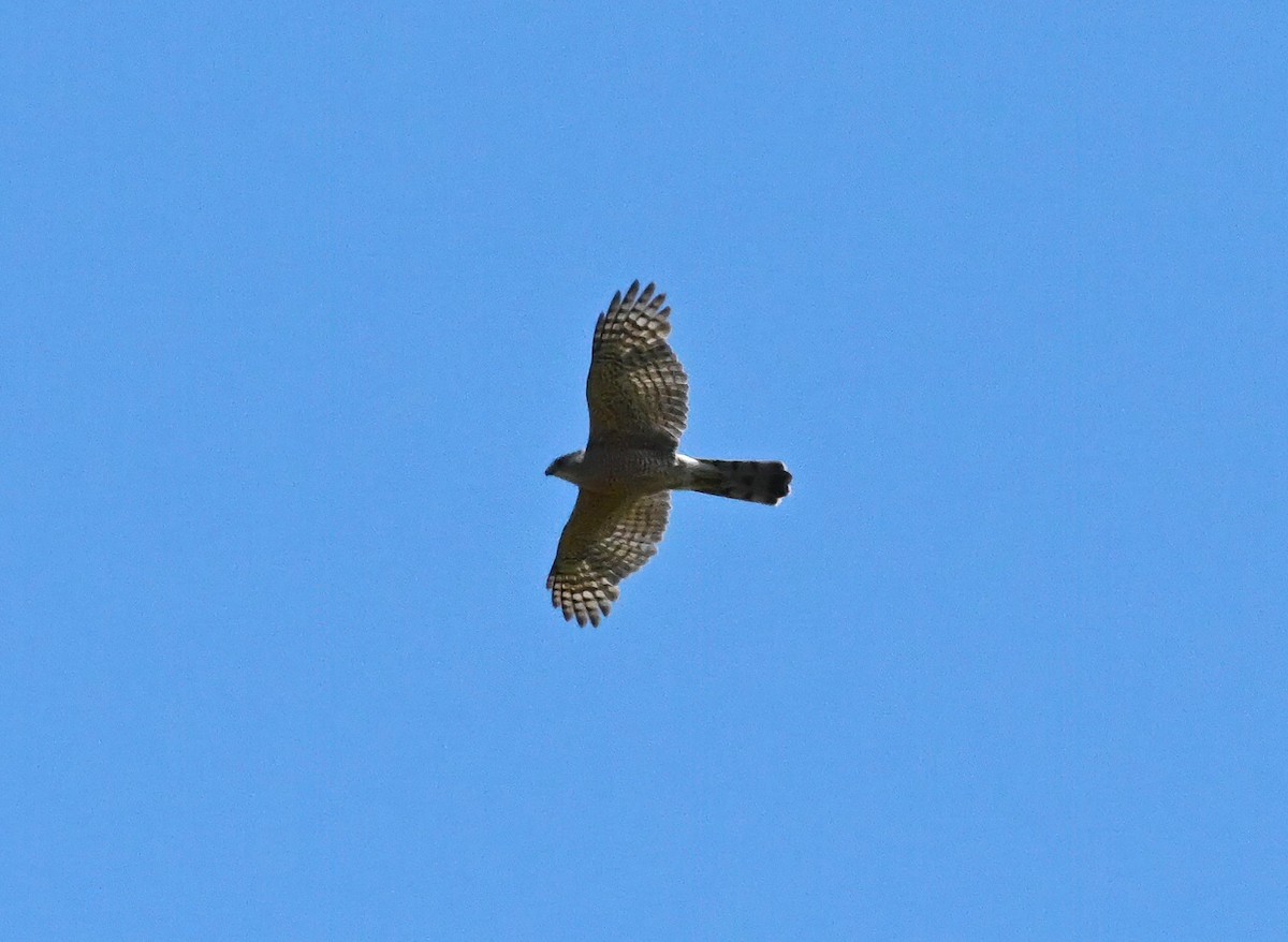 Cooper's Hawk - ML455321871