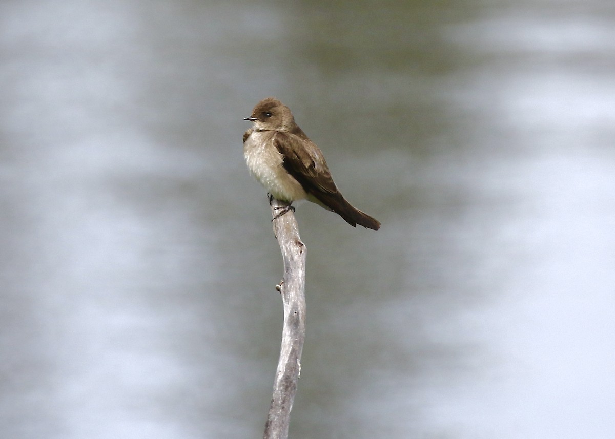 Northern Rough-winged Swallow - ML455321881