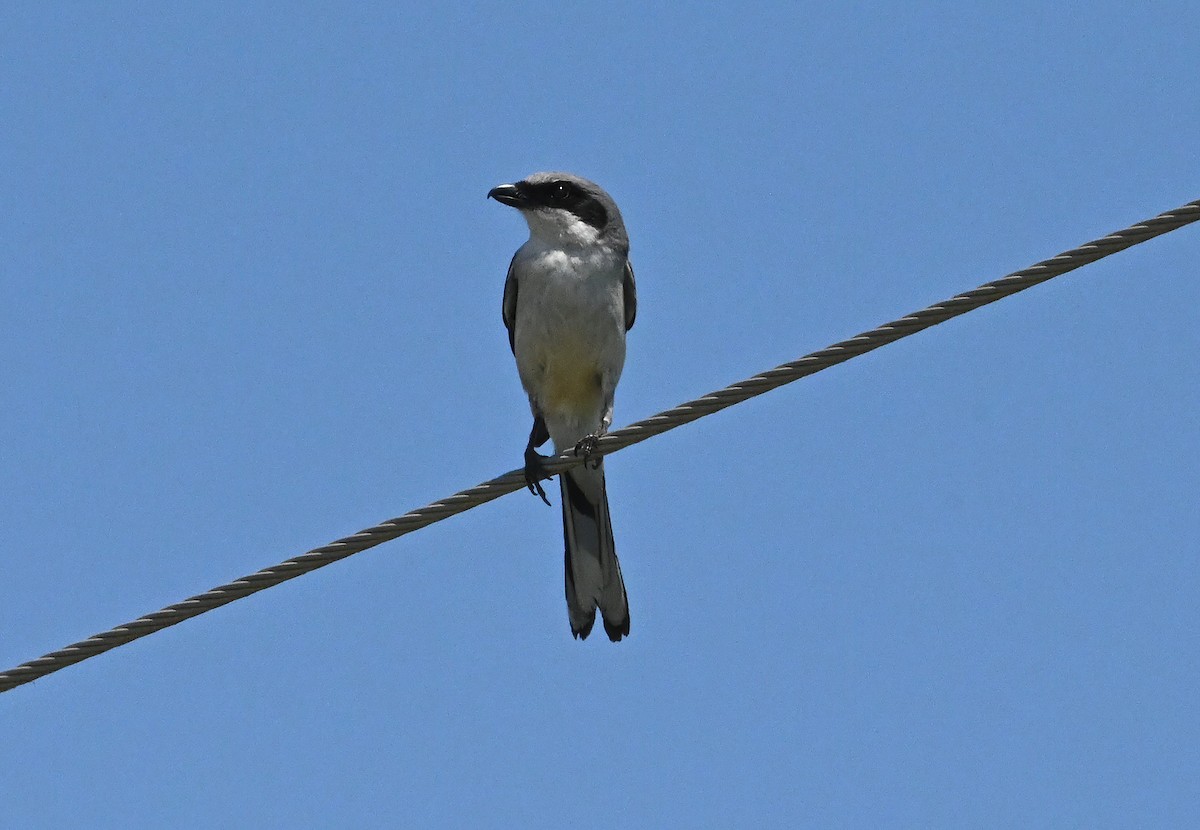 Pie-grièche migratrice - ML455321911