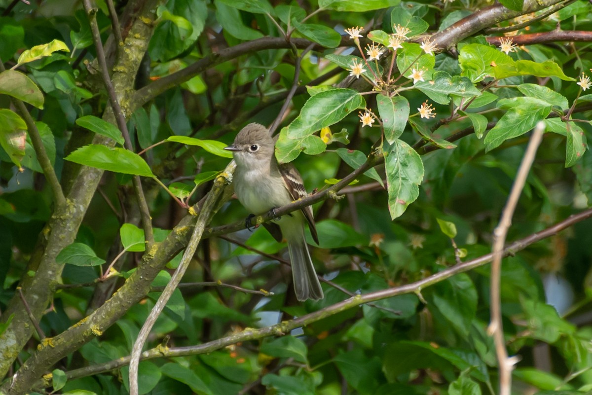 Least Flycatcher - ML455322521