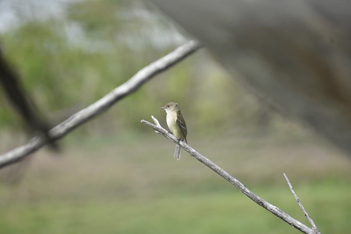 Least Flycatcher - ML455324881