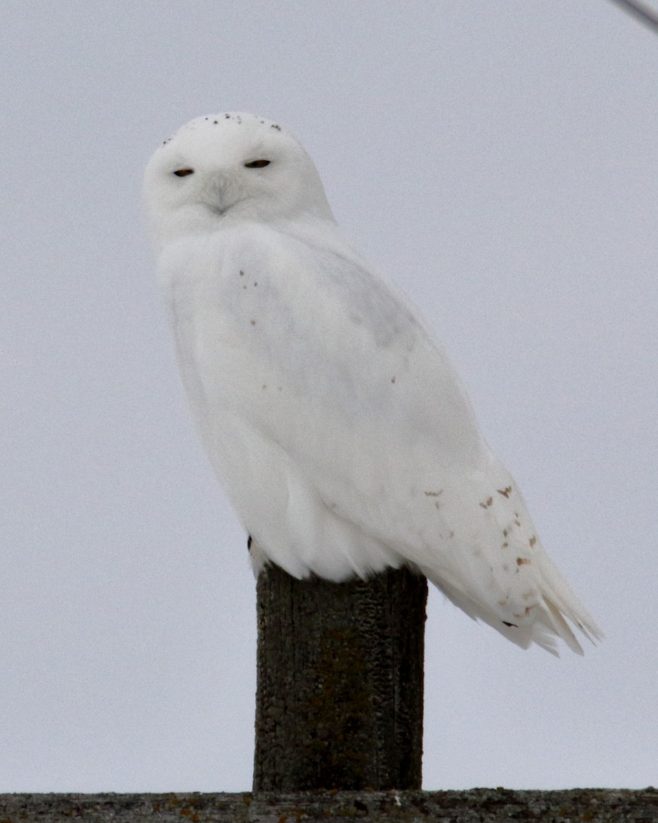 Snowy Owl - ML45532551