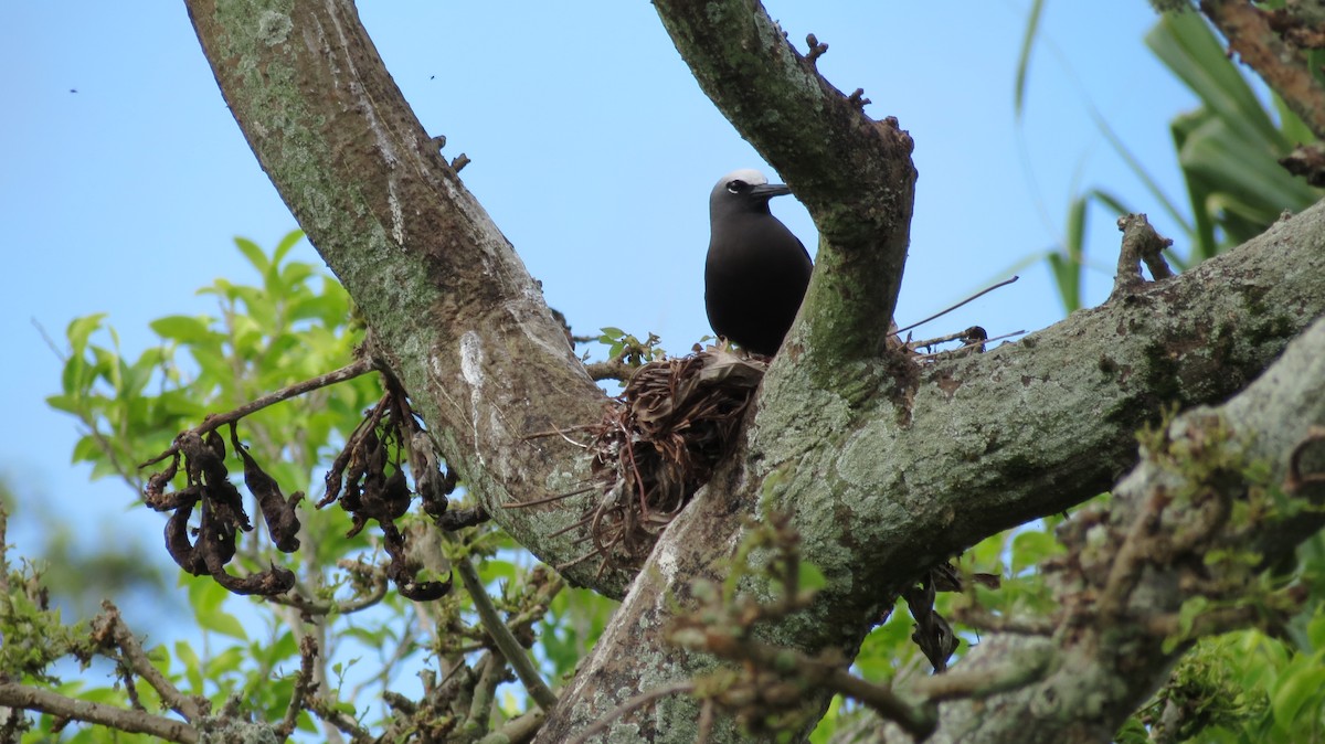 Black Noddy - ML455325721