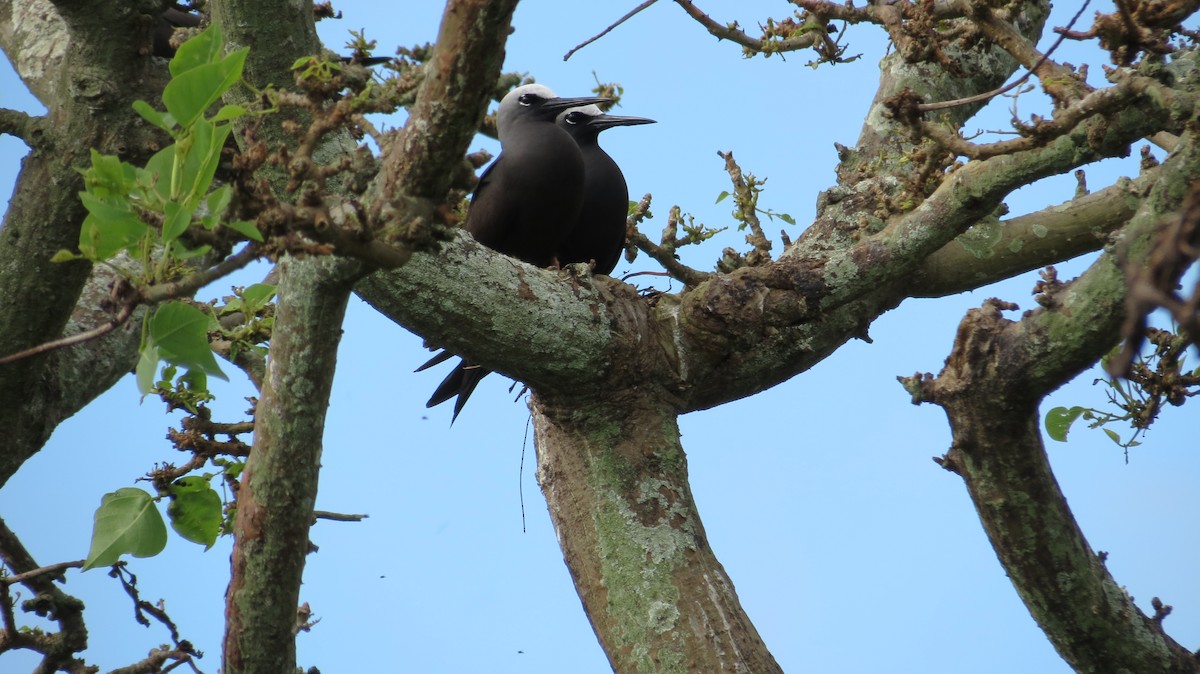 Black Noddy - ML455325741