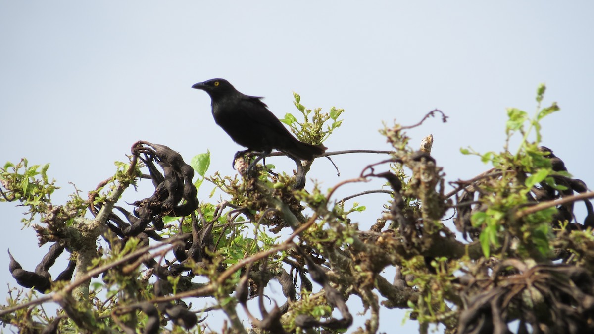 Micronesian Starling - ML455326061