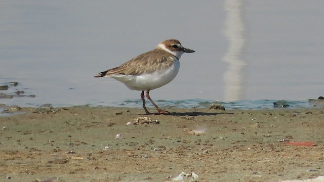 Wilson's Plover - ML455326221