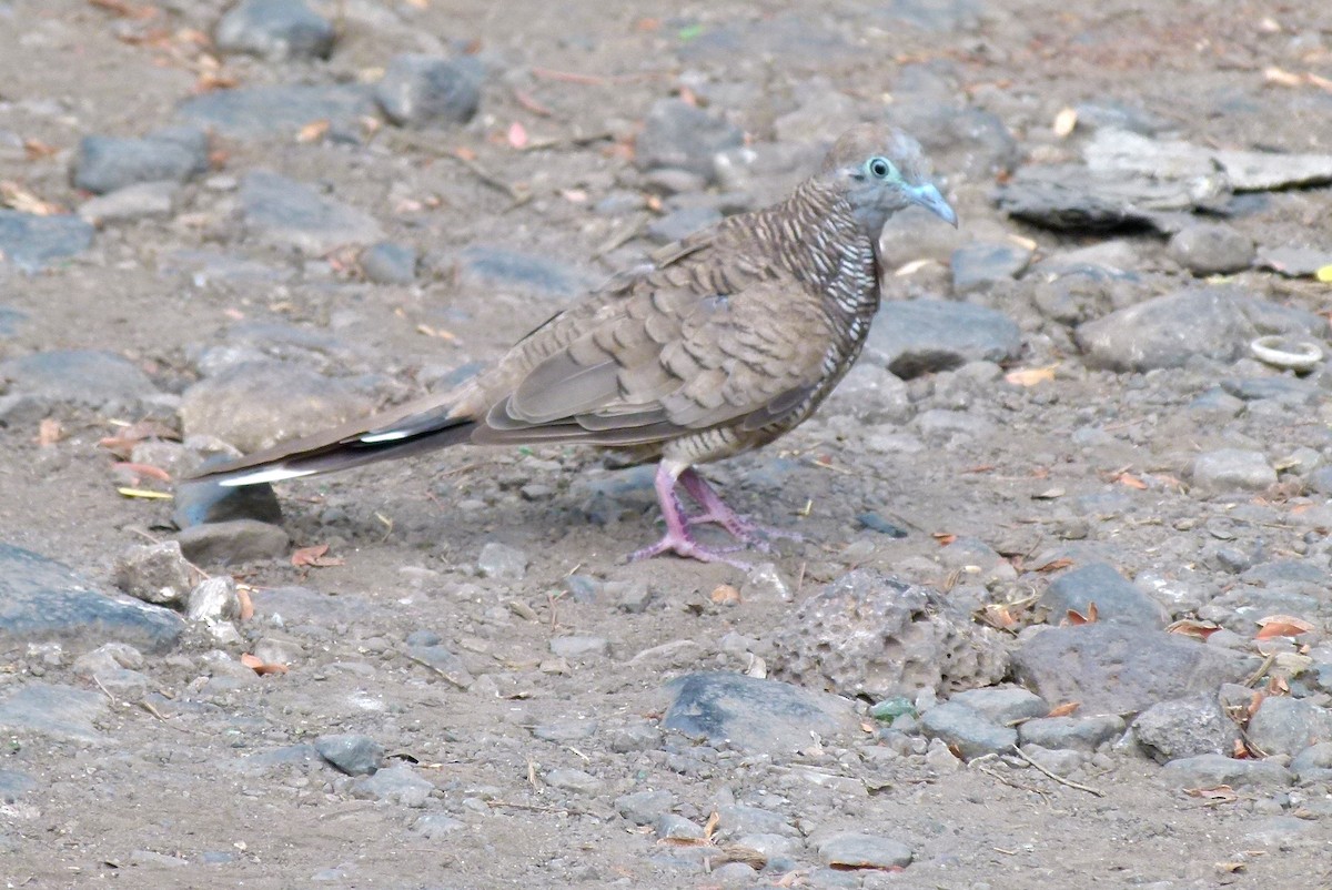 Zebra Dove - ML455326851