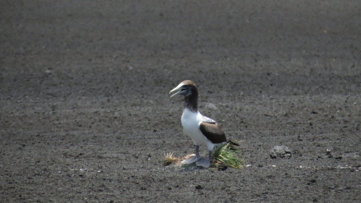 Masked Booby - ML455327671