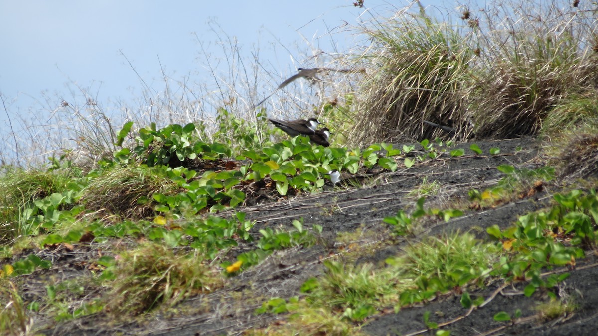 Sooty Tern - ML455327941