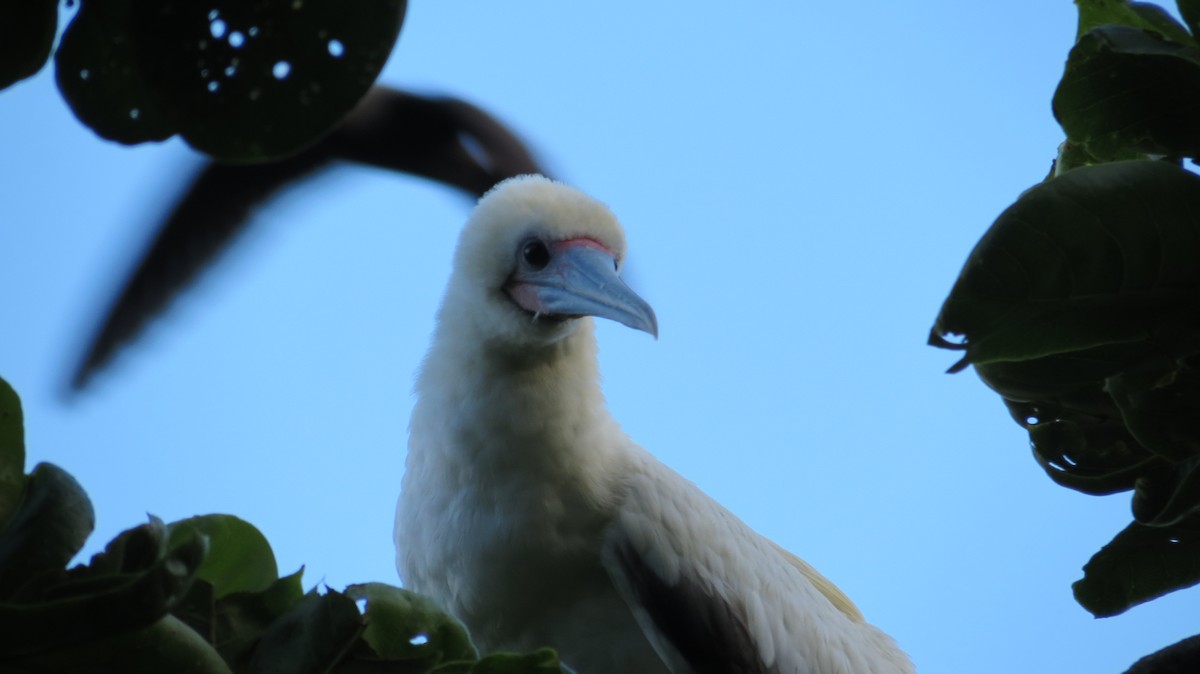 Red-footed Booby - ML455329291