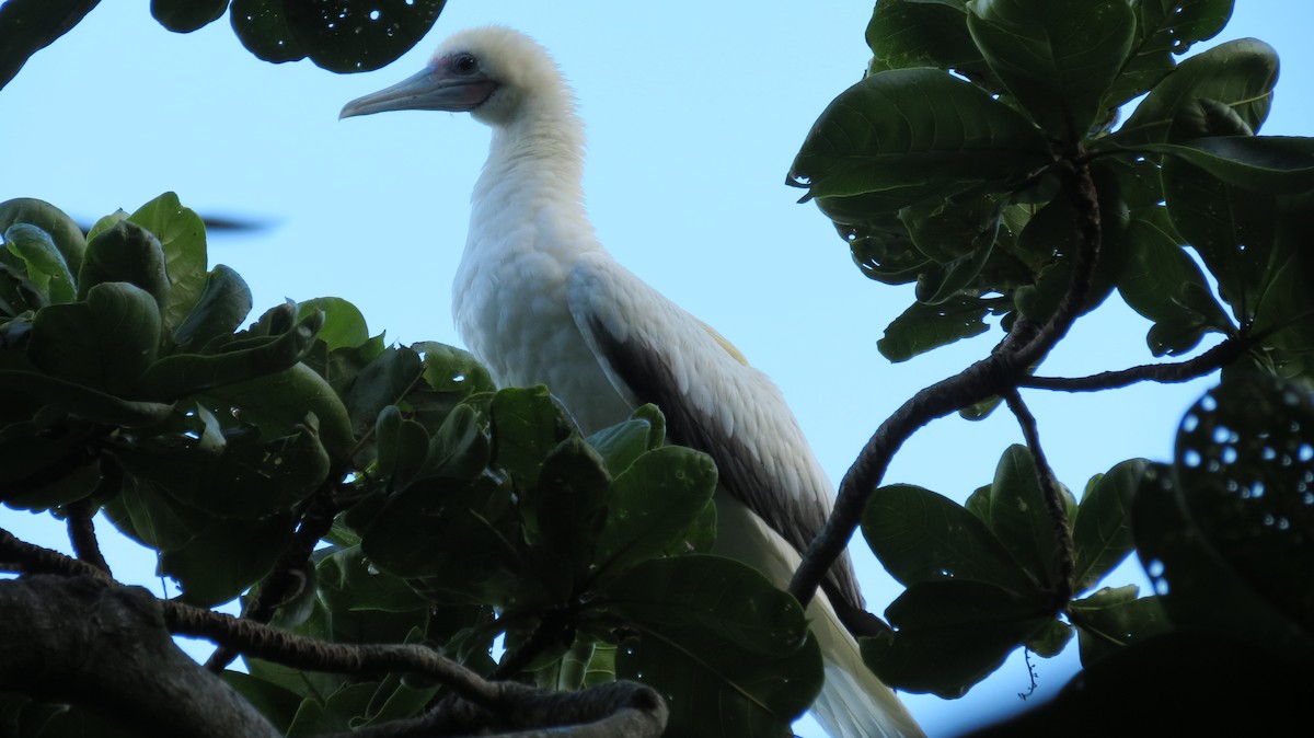Red-footed Booby - ML455329301