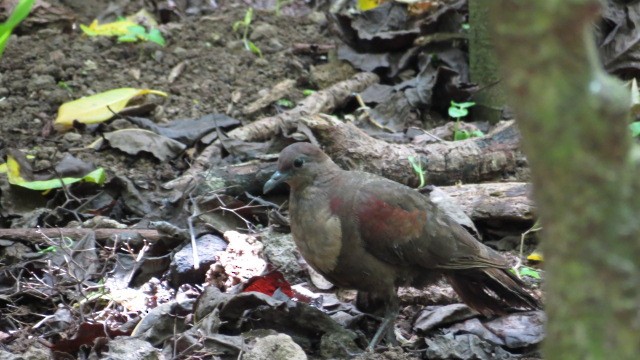 White-throated Ground Dove - ML455330221